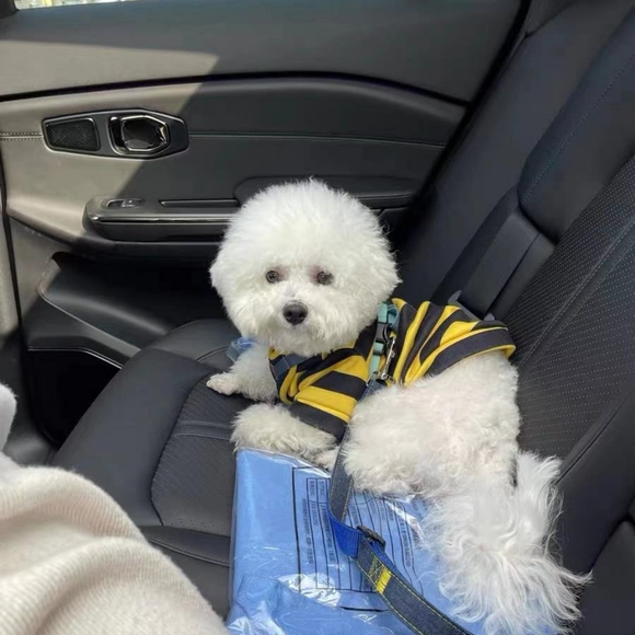 Dog car seat belt - Picture 1 of 4